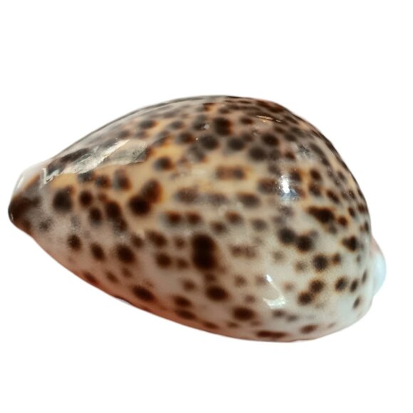 Cypraea Tigris Cowrie Shell 3"x 2" Beach Crafts Cottage Ocean Decor Sea Shell - Picture 10 of 11